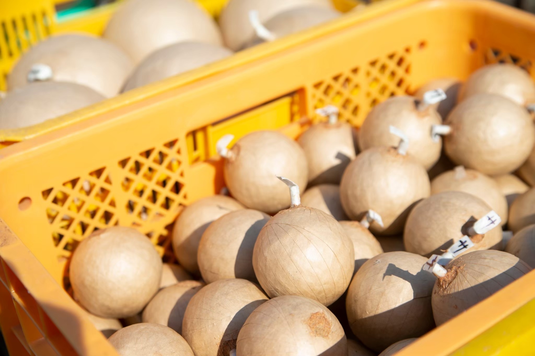 伝統文化としての花火を学ぶ