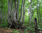 森林セラピー基地の小菅山「神の森」「山頂のブナ林」