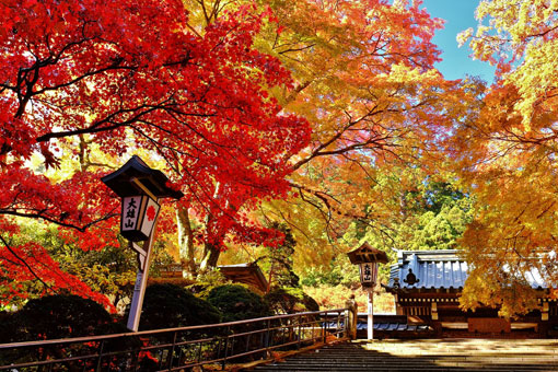 大雄山の紅葉はパワースポットとしても有名